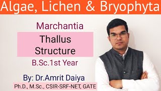 Marchantia  thallus structureBryophyta English amp Hindi By DrAmrit Daiya [upl. by Angelico879]