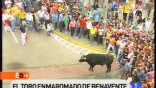 El toro enmaromado de Benavente [upl. by Bigelow]