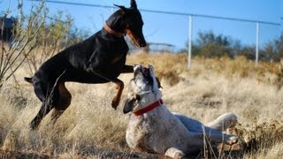 Doberman takes on Kangal  Two breeds playing hard [upl. by Lennard]