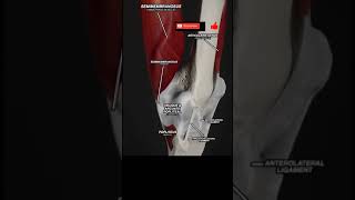 Your KNEE CAPSULE in MOTION anatomy 3d animation medicalstudent kneepain doctor [upl. by Johns]