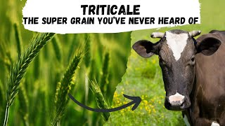 Triticale the Supergrain that Youve Never Heard of [upl. by Sairacaz]