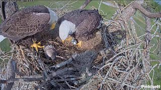 SWFL Eagles  F23 lays her first egg  1182024 [upl. by Xonel948]