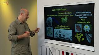 Taxonomia Vegetal  Aula 10  Angiospermas – Eudicotiledôneas Rosidae – Fabídeas [upl. by Melan]