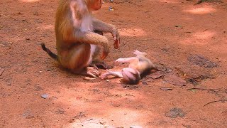 Amazing sister Monkey visits This Adorable baby Monkey [upl. by Hamrah270]