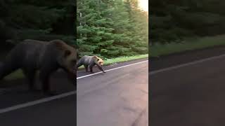 知床熊 ※🐻amp🌇 羅臼友人が知床へ🚙熊に遭遇 [upl. by Raclima]