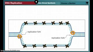 DNA Replication Animation [upl. by Nosimaj]