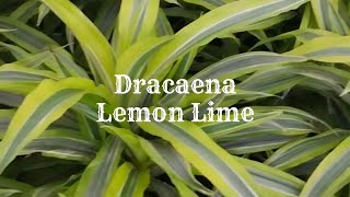 Dracaena Lemon Lime Plant Care Tips  Dracaena Repotting [upl. by Harleigh]