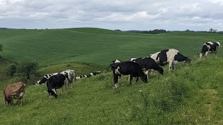 A Quick and Easy Electric Fence For Cattle [upl. by Fachan]