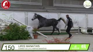 Liris Manathis Cornet du Lys x Calvaro  régional des 3 ans  5 ème [upl. by Yawnoc]