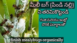 109గంజి ద్రావణం  Mealybugs infestation  Mealybugs organic control  Mealybugs treatment [upl. by Annayi]