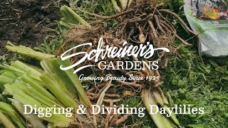 How To Dig And Divide Your Daylilies [upl. by Jenni220]