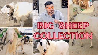 Im in the video  Big Size Amingad Sheep of Bangalore  Bakrid 2024  TipuFarms RamBoost Results [upl. by Einnal828]