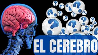 EL CEREBRO y sus PARTES  Todo lo que necesitas saber [upl. by Shuman]