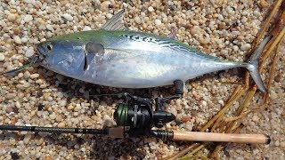 False Albacore Surfcasting  Penn Conflict II Reel Review [upl. by Blakely494]