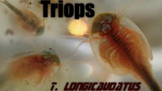 Triops Birth Life and Death  Hatching T longicaudatus [upl. by Bernat418]