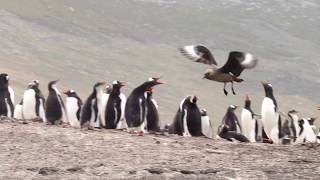 Gentoo penguin chasing skuas [upl. by Selma]