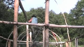 The Building of the Iroquois Long House 2005 [upl. by Witte]