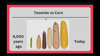 Selective Breeding 7th Grade [upl. by Udale]