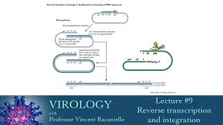 Virology 2014 lecture 9  Reverse transcription and integration [upl. by Karp]