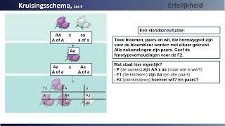 Erfelijkheid Les 3 Kruisingsschema [upl. by Doe]