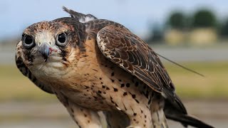 What is the name of the equipment used to protect a falconer’s hand [upl. by Lore]