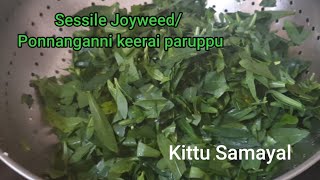 Ponnanganni keerai paruppu recipea healthy side dish with Sessile joyweed and dhal [upl. by Pittel]