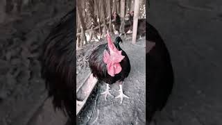 Rhode island red chickenfarming chicken heritagechicken [upl. by Ammeg30]