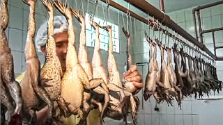 How Asian Farmer Raising Millions of Frogs and Harvest  Frog Meat Processing in Factory  Frog Farm [upl. by Nednyl]