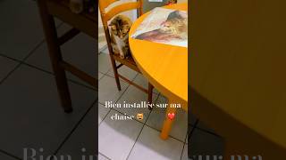 chat drôle et intelligenteje t’attendscat cute funny shortvideos shortsyoutube 😻❤️ [upl. by Bernette782]