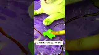 Cat pad water mattrendingshortsviralcatsEntertainmentcutebollywood [upl. by Llertnor]