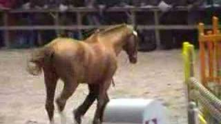 ♂ First de Launay jumping stallion SFA by Laudanum [upl. by Lorry]