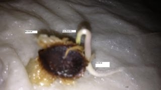 Germinating Moringa seeds in five days [upl. by Ysnil]