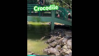 Vietnam Mekong delta subscribe travel vietnam mekongdelta crocodile [upl. by Evilc]