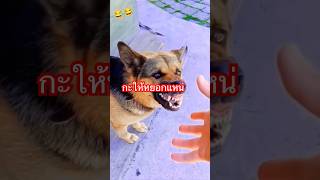 😁😁 ขำๆ funny โบ๊ะบ๊ะshorts [upl. by Ithaman]