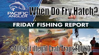 When Do Salmon Fry Hatch  Pacific Angler Friday Report [upl. by Il]