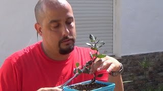 Bonsai Zero Encina  Quercus Ilex [upl. by Frodeen]