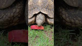 indian star tortoise tortoise indian amazing [upl. by Adnotal]