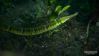 Different pipefish species  Underwater Canaries [upl. by Belloir125]