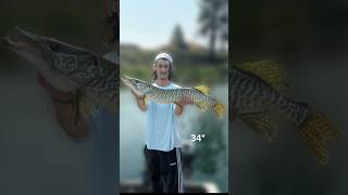 The Fish Of 10000 Casts Catching a Tiger Muskie TigerMuskie trophyfish muskyfishing shorts [upl. by Reivazx]