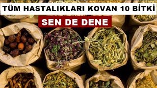 TÜM HASTALIKLARI YOK EDEN 10 ŞİFALI BİTKİHastalığa Elveda Deyin [upl. by Annahpos]