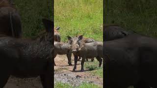 Watch the Incredible Animals of Tanzanias Safari [upl. by Eninnej]