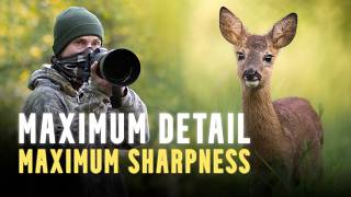 Two Steps for BETTER amp SHARPER photos  Deer rut POV Relaxing Wildlife Photography [upl. by Annitsirhc]