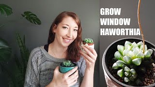 WINDOW HAWORTHIA CARE GUIDE  HOW TO GROW HAWORTHIA COOPERI AND OTHER WINDOW SUCCULENTS INDOORS [upl. by Alodee]