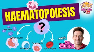 Hematopoiesis  Erythropoiesis [upl. by Weeks]