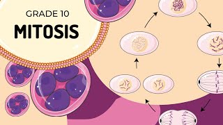 Mitosis [upl. by Kcered846]