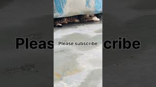 Please subscribe 🙏cat petsshort tranding lacpvlog [upl. by Jeanne158]