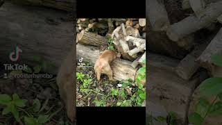 working lakeland terrier pulls out possum [upl. by Paco273]