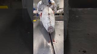 Giant Frozen Tuna Slicing Skill satisfying RomFarm HappyFarm85 [upl. by Anahgem518]