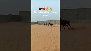 Arabian horse horse shortvideo viralvideo [upl. by Aneleh867]