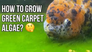 HOW TO GROW GREEN CARPET ALGAE 🤔 [upl. by Merceer]